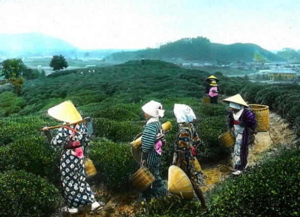 Производство чая в Японии